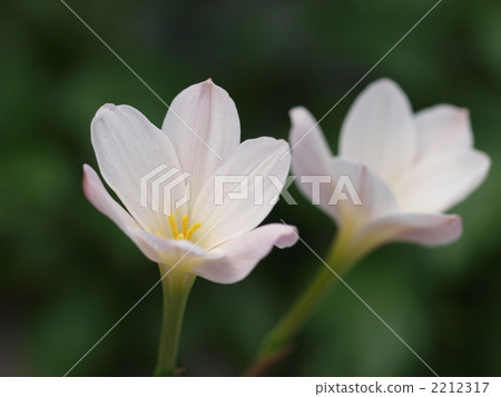 Zephyrusus·Elisa花 Zephyrusus·Elisa花 2212317