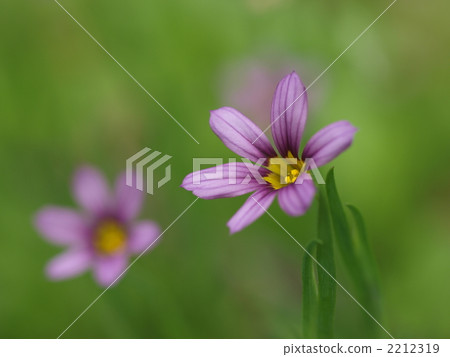 Niwase的花 2212319