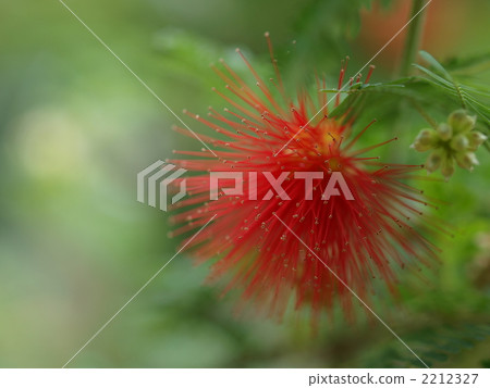 Benigokan's flower Benigokan's flower 2212327