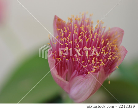 Mayukekeomoto's flower Mayukekeomoto's flower 2212329