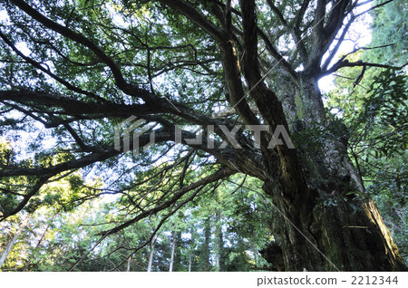 Old tree 2212344