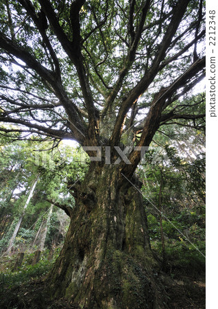 Old tree 2212348