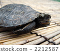 日本擬水龜 烏龜 爬行動物 2212587