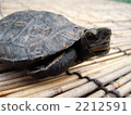 日本擬水龜 烏龜 爬行動物 2212591
