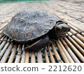 日本擬水龜 烏龜 爬行動物 2212620