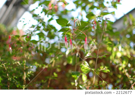 紫紅色 柳葉菜科 蓓蕾 2212677