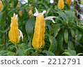 黃蝦花屬 爵床科 花瓣 2212791