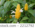 黃蝦花屬 爵床科 花瓣 2212792