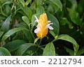 黃蝦花屬 爵床科 花瓣 2212794