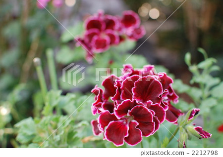 pelargonium, bloom, blossom 2212798