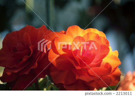 紅海棠 2213011