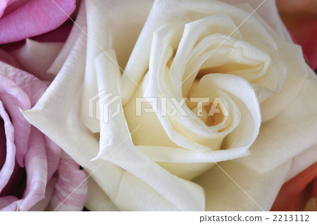 Roses up 2213112