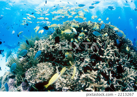blue green damselfish, blue-green chromis, branch coral 2213267