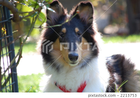 牧羊犬 小狗 毛孩 2213753