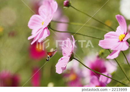 Open cafe♪ 2213999