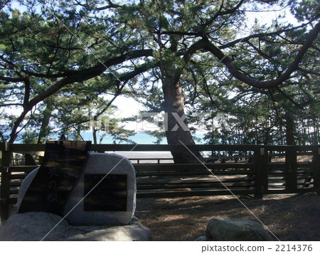 Miho no Matsubara · Pine of Hagoromo (second generation) 2214376