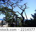 Miho no Morihara · Hagoromo pine 2214377