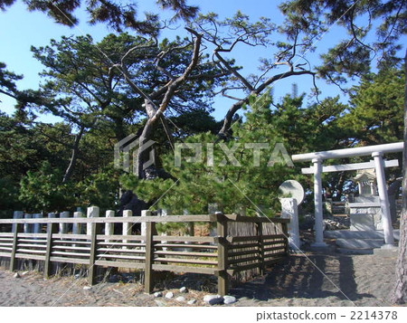 Miho no Morihara · Hagoromo pine Miho no Morihara · Hagoromo pine 2214378