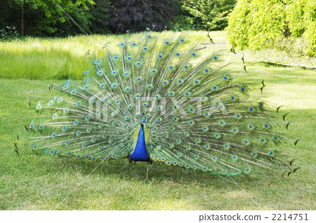 布洛涅森林孔雀，Bagatell庭院 2214751