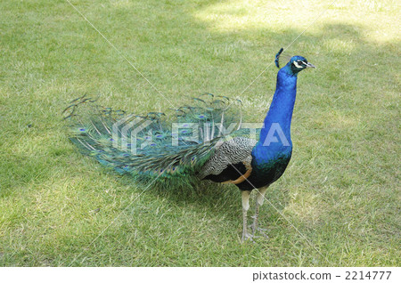 Peacock of Boulogne Forest, Bagatell Garden Peacock of Boulogne Forest, Bagatell Garden 2214777