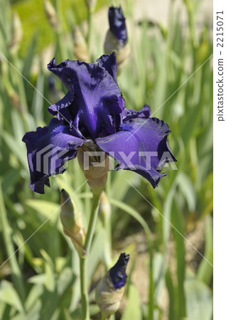 鳶尾花(紫色) 鳶尾花(紫色) 2215071