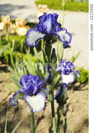 鳶尾花（白色和紫色） 2215088