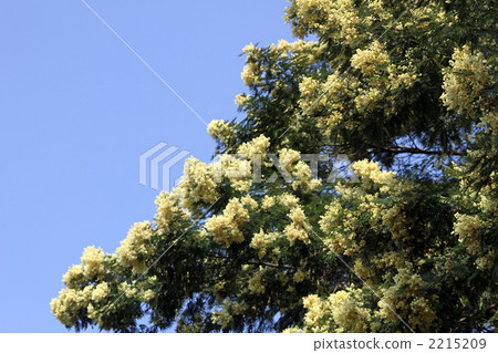 Morrisima Acacia 2215209