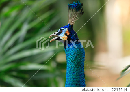 Peacock Peacock 2215544