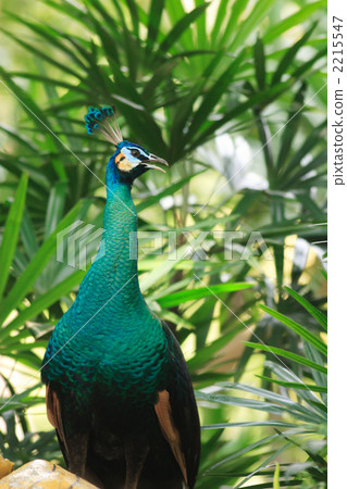 Peacock 2215547