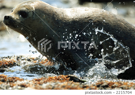 戈馬海豹 戈馬海豹 2215704