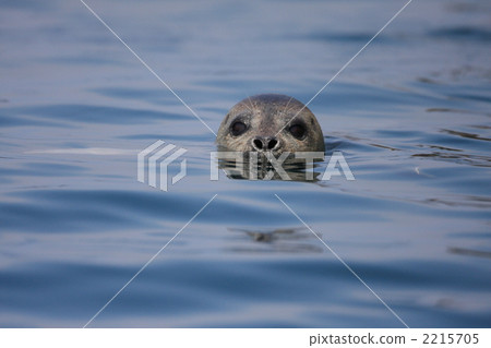 Goma seals 2215705