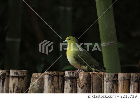 Aobato female 2215729