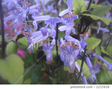 Plectranthus 2215816