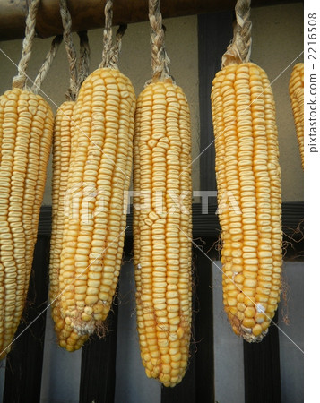 dry, corn, maize 2216508