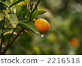 kumquat, fruit, green leaf 2216518