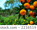 mandarin orange, fruit, fruits 2216519