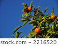 citrus, kumquat, fruit 2216520