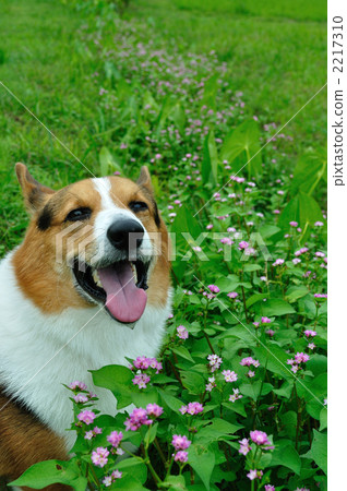 Misozoba flowers and laugh 2217310