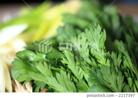 皇冠雛菊 皇冠雛菊 2217397