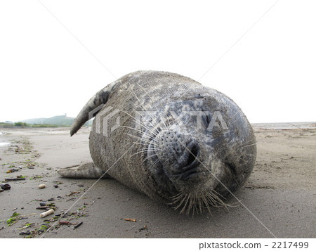 密封 睡覺 動物 2217499