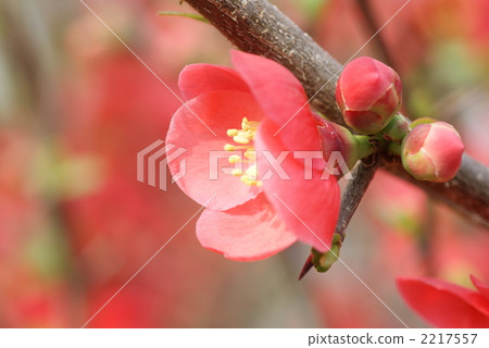 Blurred flowers Blurred flowers 2217557