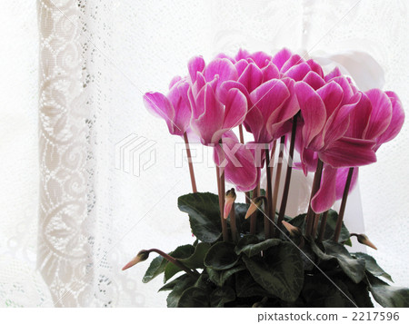 窗邊的仙客來（水平位置） 2217596