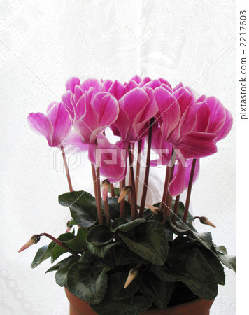 窗邊的仙客來（垂直位置） 2217603