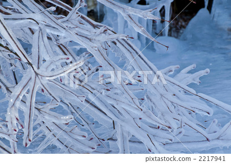 樹枝冰柱 2217941