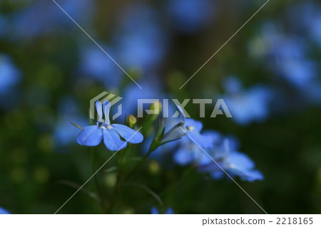 Lobelia(藍色) Lobelia(藍色) 2218165