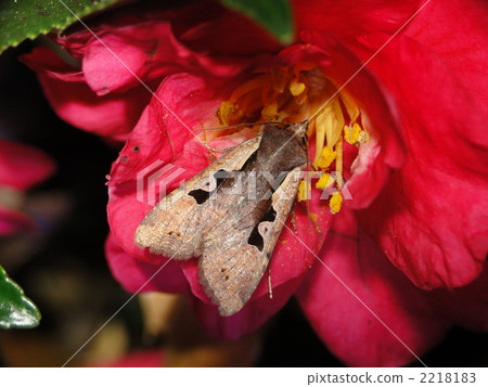 Sugitani Monkiriga Sugitani Monkiriga 2218183