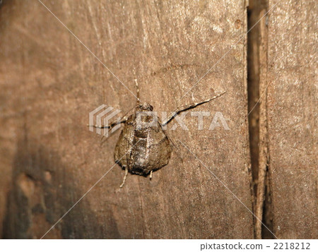 Kurobi Fuyunamishaku female Kurobi Fuyunamishaku female 2218212