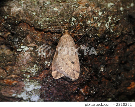 Uzuba Huyushaku 2218251