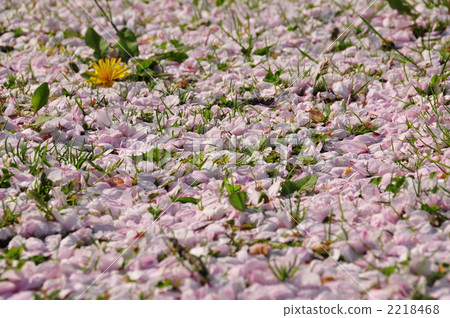 Cherry petals Cherry petals 2218468