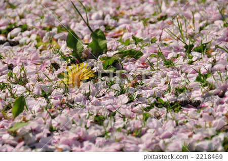 Cherry blossom petals and dandelions Cherry blossom petals and dandelions 2218469